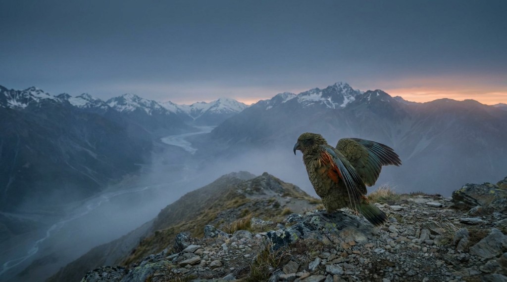 A kea on an alpine ridgeline in the New Zealand high country at dusk
